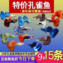 孔雀热带观赏鱼苗淡水冷水小型小鱼好养耐活耐养凤尾玛丽