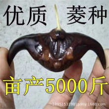 黑菱角种植菱角苗新鲜老菱角青菱角红菱角种植四角红菱角水生植物