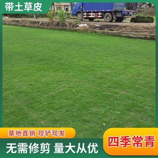 Shenzhen Real Turf Lawn with Soil Carpet Grass Taiwan Grass Dwarf House Garden Courtyard Green Lawn Wholesale