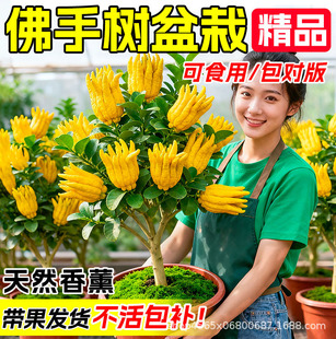 ���֘����Խ��A�Ϙ�����ˮ��������ָ�ʳ���r���^�p�[����Ʒ�Gֲ