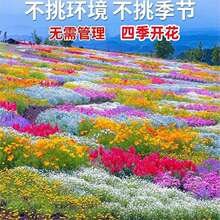 【跨境供货】野花组合四季种植开花室外庭院格桑花花籽太阳花种子