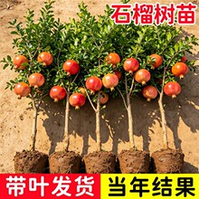 石榴树树苗突尼斯软籽石榴苗盆栽庭院果树特大带土无籽甜石榴树苗