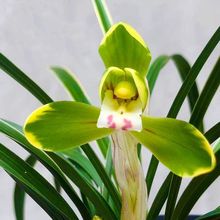 春兰艺草 雪山天草 复轮花兰花苗室内阳台盆栽植物浓香观花兰草