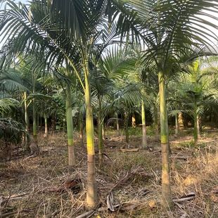 Fujian Fake Betel Nut Place of Production Wholesale Palm Tree Foxtail Coconut Base Fake Betel Nut Quote