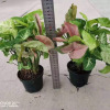 [Direct supply of the base] Small plants of leaf -viewing plant plants purify air green plant -borne fruit taro 120 color taro