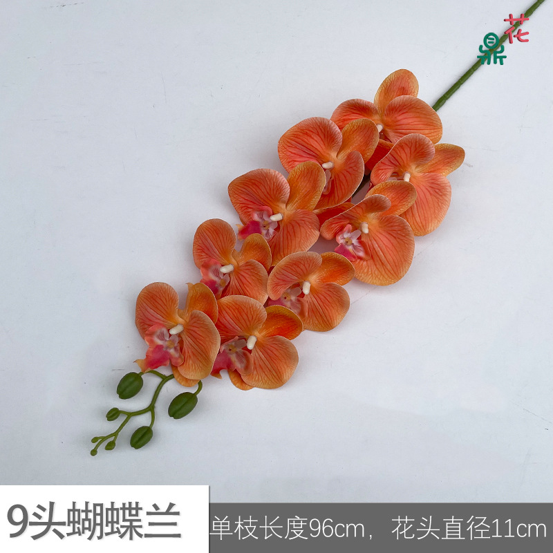 9 phalaenopsis GFG #18 밝은 오렌지