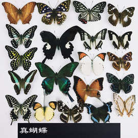 A-品相真蝴蝶标本未展翅原蝶杂蝶昆虫幼儿园教学收藏摄影道具包邮