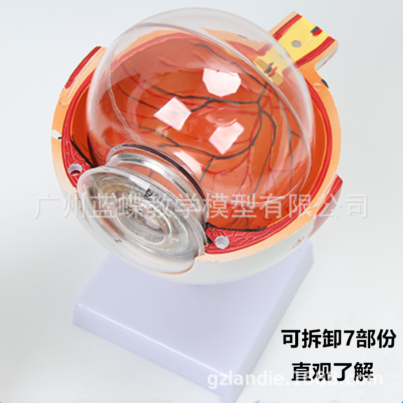 Modelo de ojo humano 6 veces la ampliación del modelo de ojo de cinco-departamento oficial estructura del ojo anatomía modelo de enseñanza