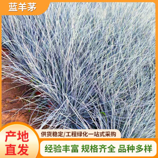 Blue Fescue Potted Seedlings, Ornamental Grasses, Flower Mirrors, Courtyard Plants, Colorful Leaves, Heat-Resistant and Cold-Resistant, Easy to Maintain, Blue Grass Embellishments