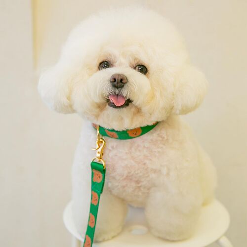 ins new Korean dog pet bear cute traction soft and durable can be picked up toilet bag traction rope dog walking