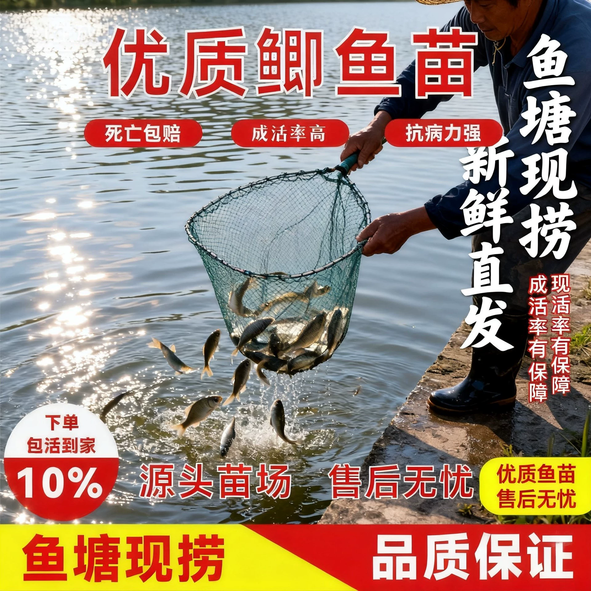 Earth crucian carp fry project crucian carp Xiangyun crucian carp large plate large varieties Zhongke No. 3 No. 5 good breeding live seedlings wholesale