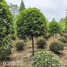 5���ֹ𻨘�  8���ֹ𻨘� С�^ ���S�e��˽��ͥԺ�� �tԺ �WУ