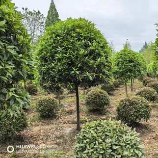 5���ֹ𻨘�  8���ֹ𻨘� С�^ ���S�e��˽��ͥԺ�� �tԺ �WУ