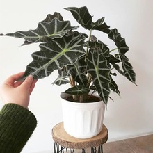 һ�����l��С��Ů����������ֲ����~�^��ɏ��������҃��^�~�W