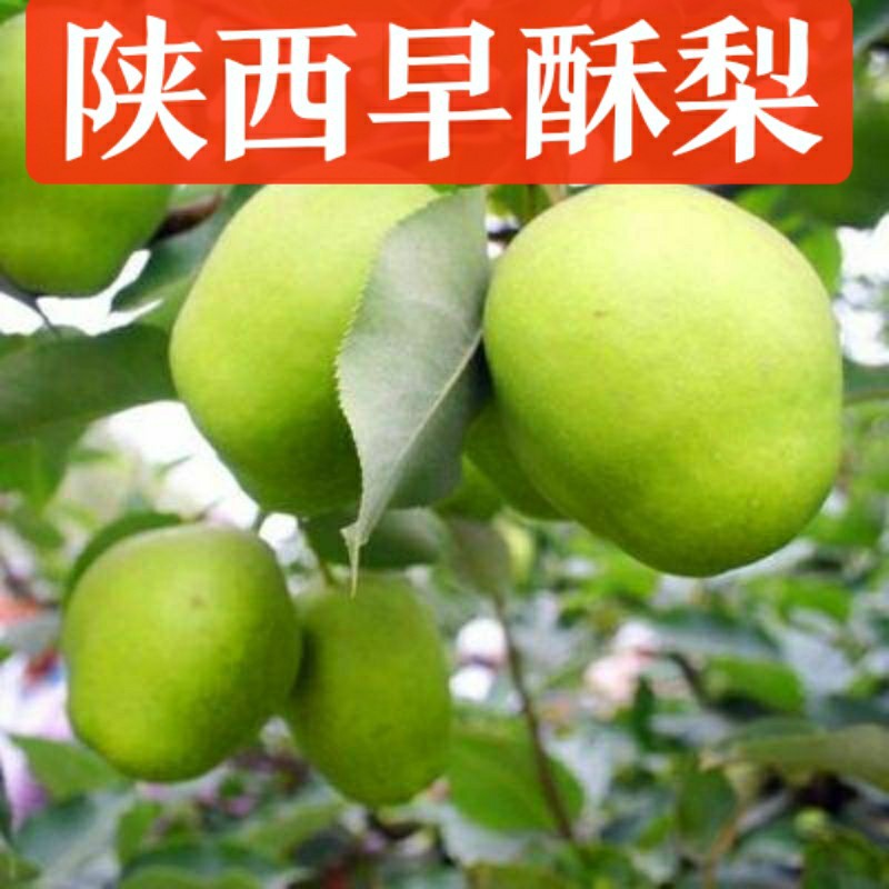 陕西早酥梨新鲜水果5斤梨子当季现摘青梨水晶青酥梨脆甜雪梨整箱