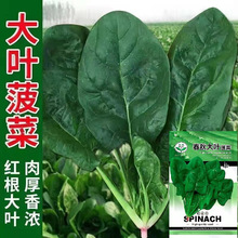 大叶菠菜种子四季易种紫菠菜红菠菜种子耐热耐寒盆栽园艺蔬菜种子