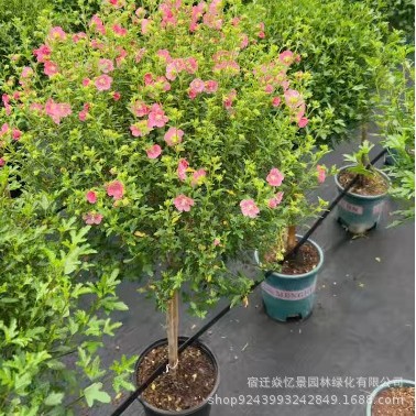 小木槿花苗盆栽棒棒糖形状阳台庭院花园花卉植物开花易养多年生