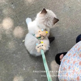 Cat Traction Rope to Prevent Break-Away, Special Cat Walking Rope for Small Size Dogss, Teddy Bichon Harness, Adjustable Rope
