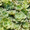 Uneno succulent plant beheading seedlings, succulent seedlings, root -free base wholesale [Samarti gardening]