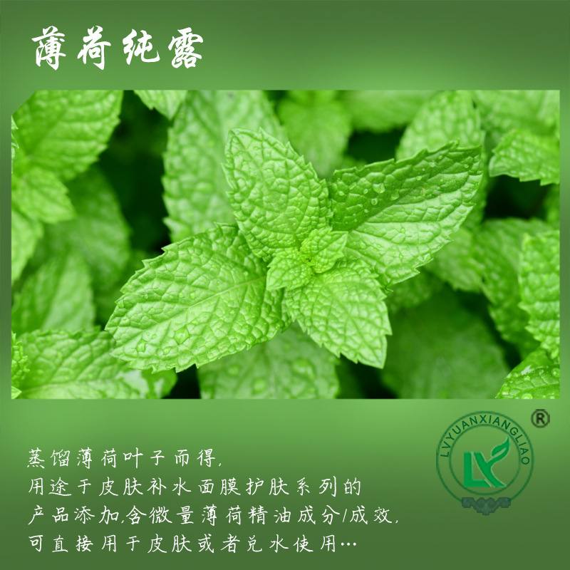 薄荷纯露Peppermint Hydrosol 薄荷鲜叶蒸馏提取液 清凉喷雾净化