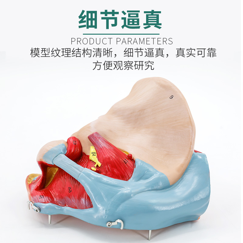 Ů�Թ��踽��׼�����Ѫ��ģ�� ��ǽ��ʹ�����ֳ���ʸ��Ƽ���