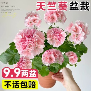 �ذ����ÿ����Ի�����������҃��̨���B�Ļ����ļ��_������