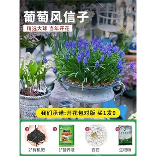 Grape Hyacinth Seed Bulbs Soil Culture Potted Imported Flower Seeds Blooming in Autumn and Winter Seasons Rare Varieties of Hyacinth