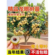 龙眼树苗嫁接盆栽水果树苗储良桂圆四季种植地栽带土果树大苗结果
