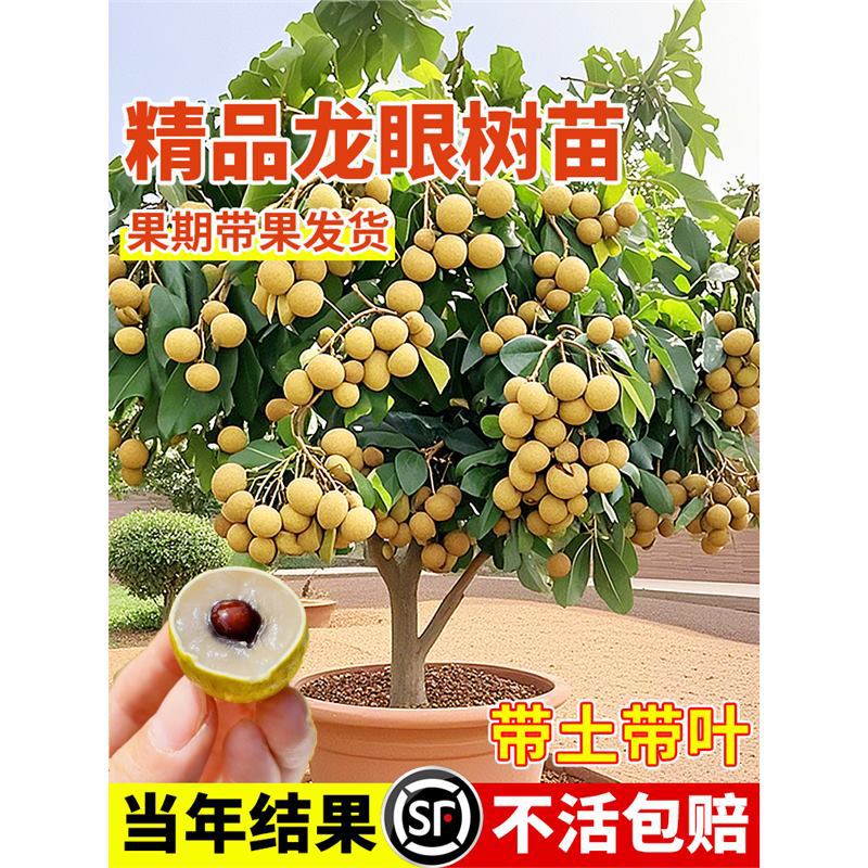 龙眼树苗嫁接盆栽水果树苗储良桂圆四季种植地栽带土果树大苗结果