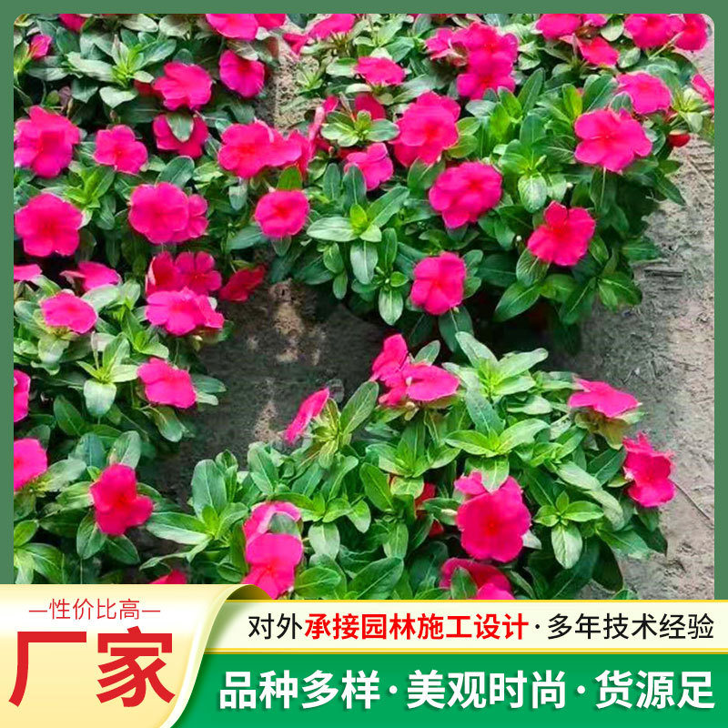 日日春种子长春花种子四季播种阳台盆栽花卉庭院绿化花种花籽定制