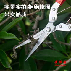 Stainless steel pruning shears garden scissors upturned fruit thinning fruit picker picking shears grape cutter orange mango cutter floral shears