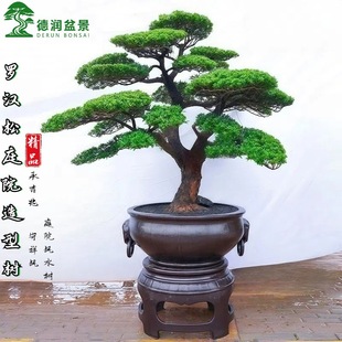 ӭ�����_�h��ͥԺ���͘�e��ͥԺ�@�ִ��;G���쾰�����F�Gֲ