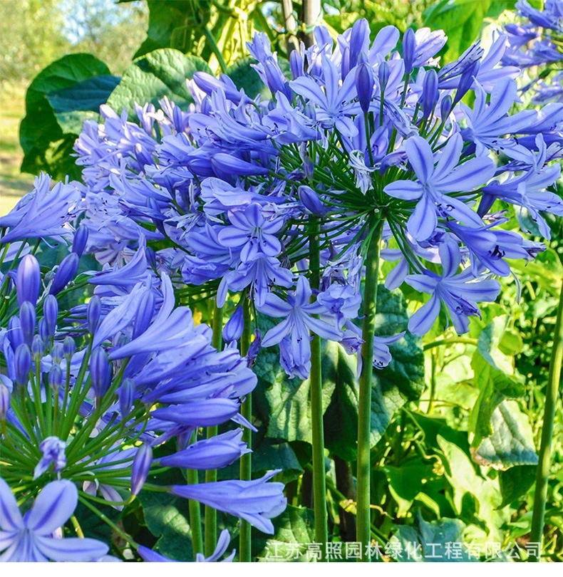 Корни Многолетний Двор Балкон Комнатные Горшечные Наземные Растения Цветы Байцильское Корневище