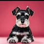 纯种定制幼犬活体椒盐