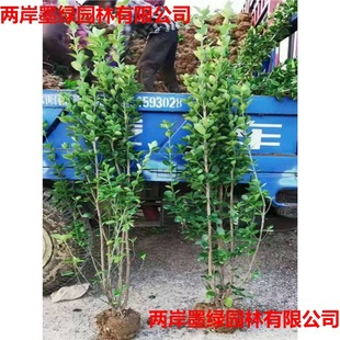 Clustered Large-Leaf Hokkaido Boxwood Holly Saplings, Wall and Fence Plants, Courtyard Greening Saplings, Evergreen and Cold-Resistant All Year Round
