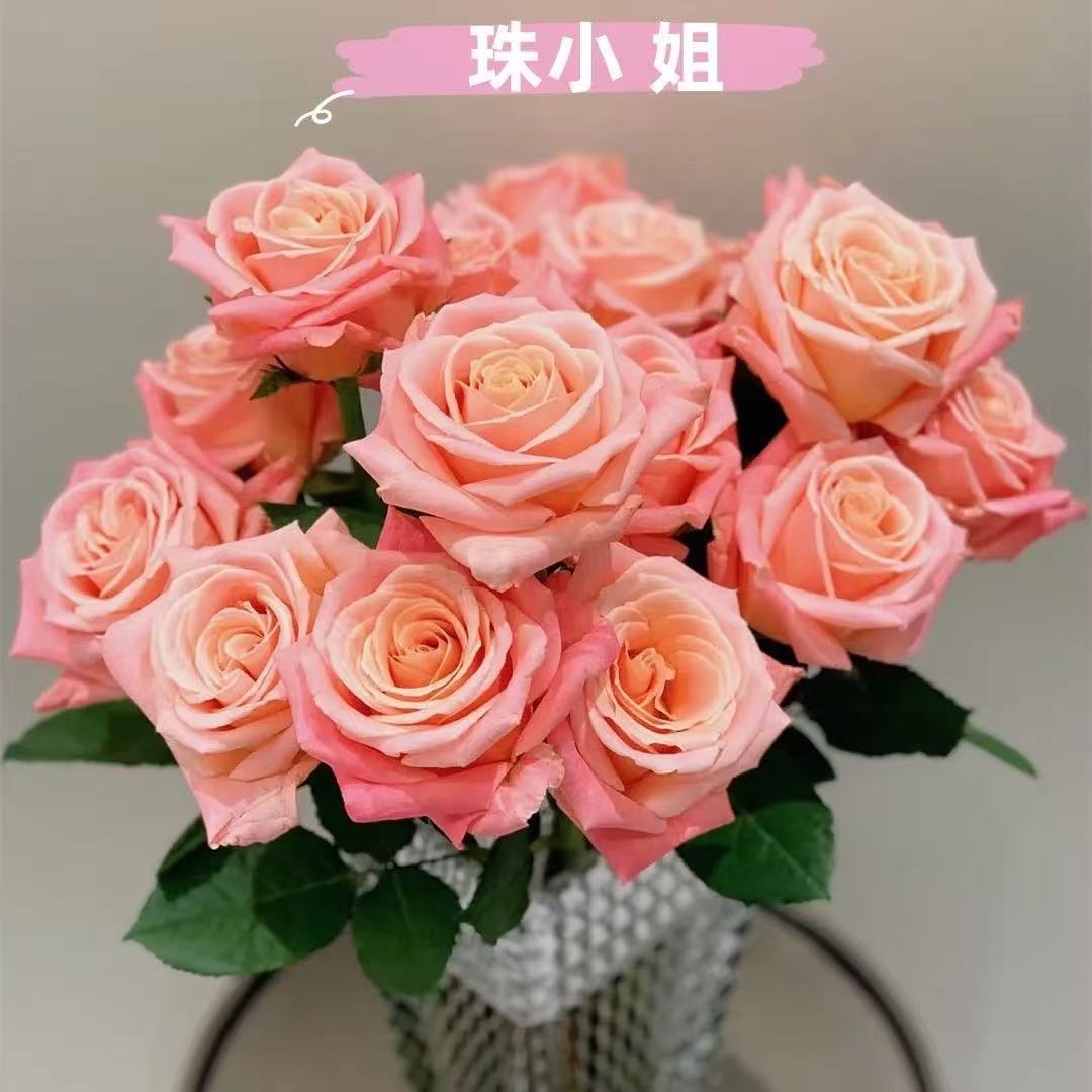 Semillas de rosa semillas de flores en maceta