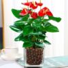 Red palm flower potted Palm Palm white palm flower indoor hydroponic cultivation four seasons flowers and plant green plants