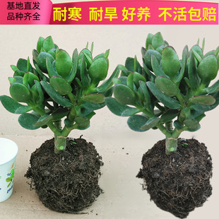 Indoor Radiation Protection, Air Purification, Green Plants, Florals, Four-Season Jade Trees, Potted Plants, Glass Green Swallow Palm, Mostly Succulent Plants