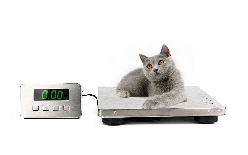 充电款200kg 快递邮包邮政秤 宠物秤 全不锈钢新款电子平台秤