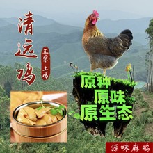 广东清远麻鸡农家散养 走地鸡  月子鸡老母鸡土鸡
