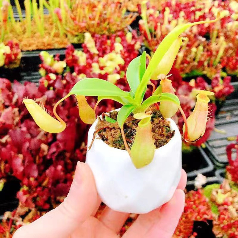Bouteille rouge à vapeur diamètre environ 10cm