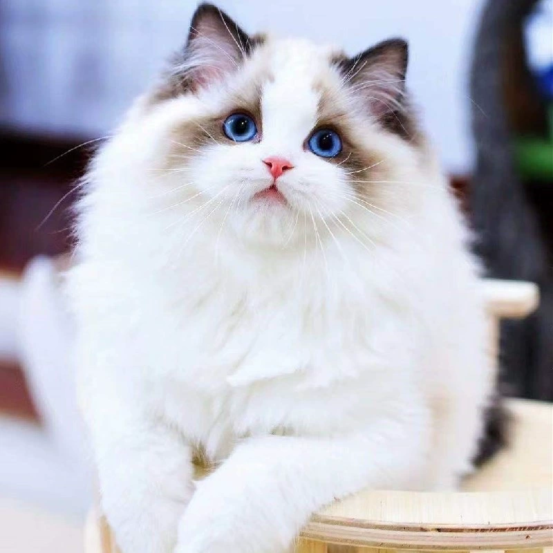 Чистокровный кот Рэгдолл, соревновательный кот, сказочный кот, котенок, живой длинношерстный кот, живой домашний кот, котенок Рэгдолл, котенок