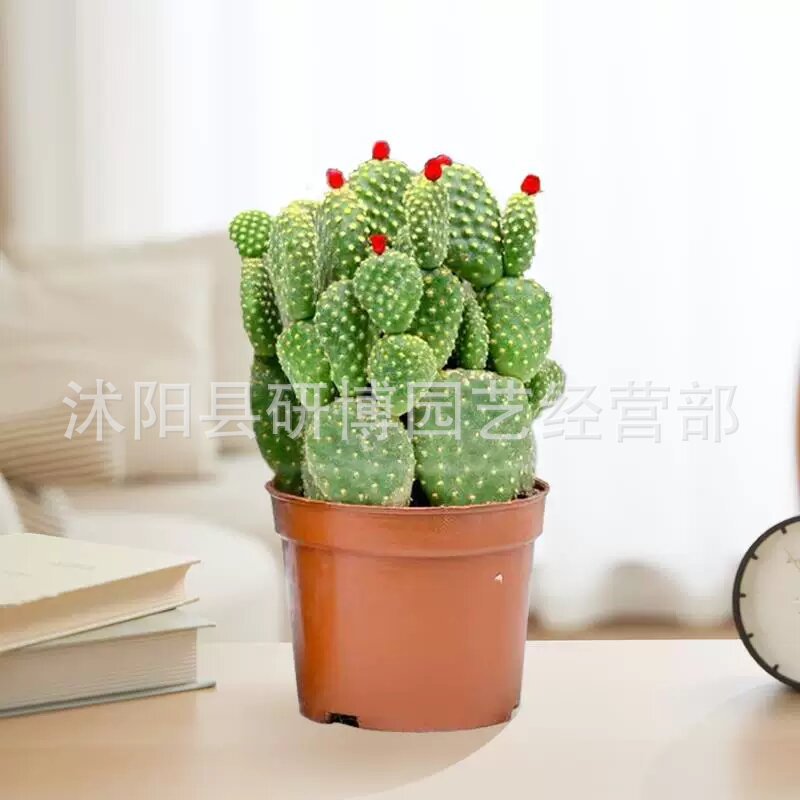 Curacao Aloe Vera sala de macetas belleza irrigación piel verde escritorio de oficina carne ciudad que nunca duerme Aloe Vera flores cactus