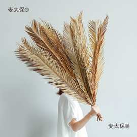 铁树叶干花干叶凤尾叶植物鱼缸造景婚庆花艺橱窗民宿装饰散麦太保