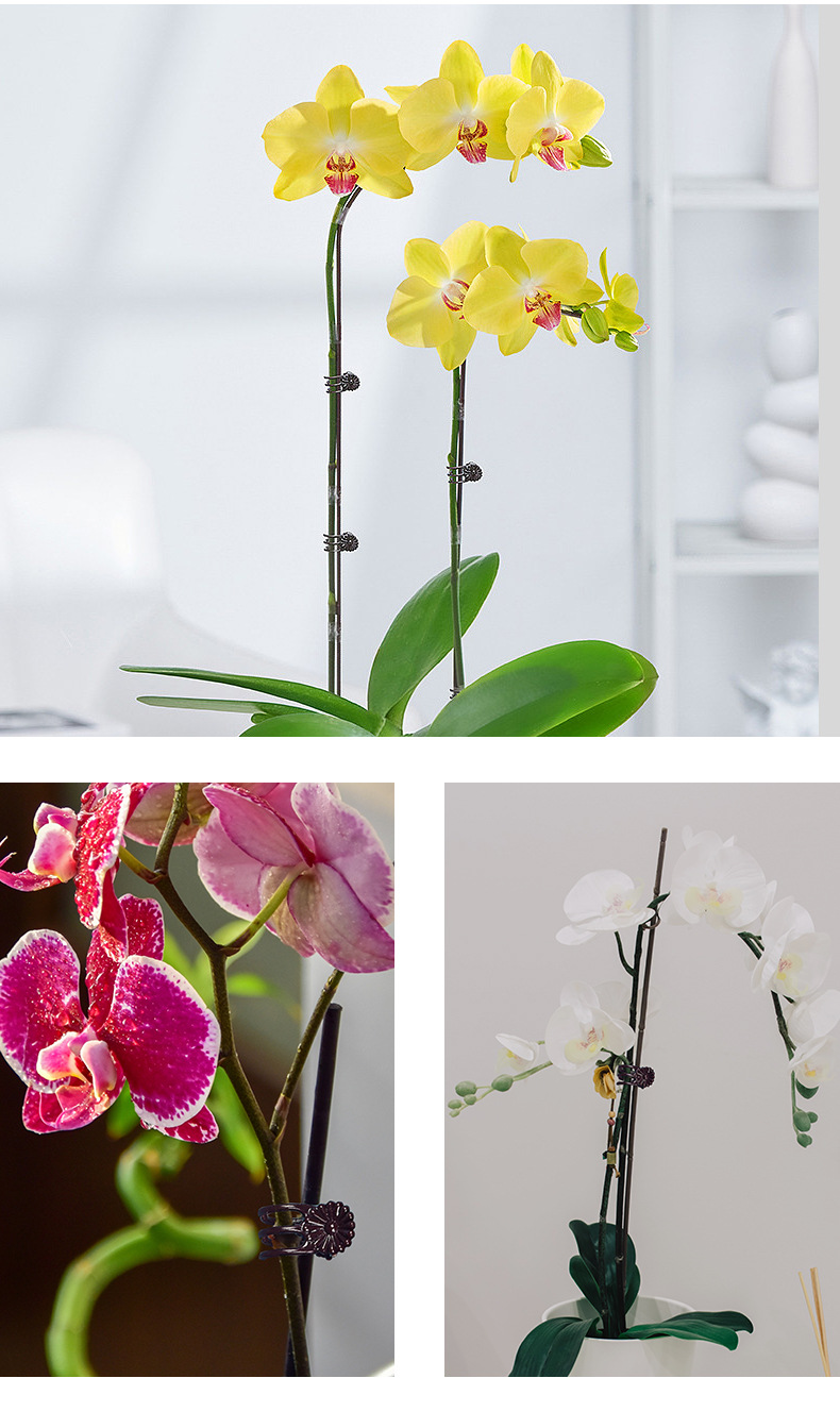 蝴蝶兰支架_07.jpg
