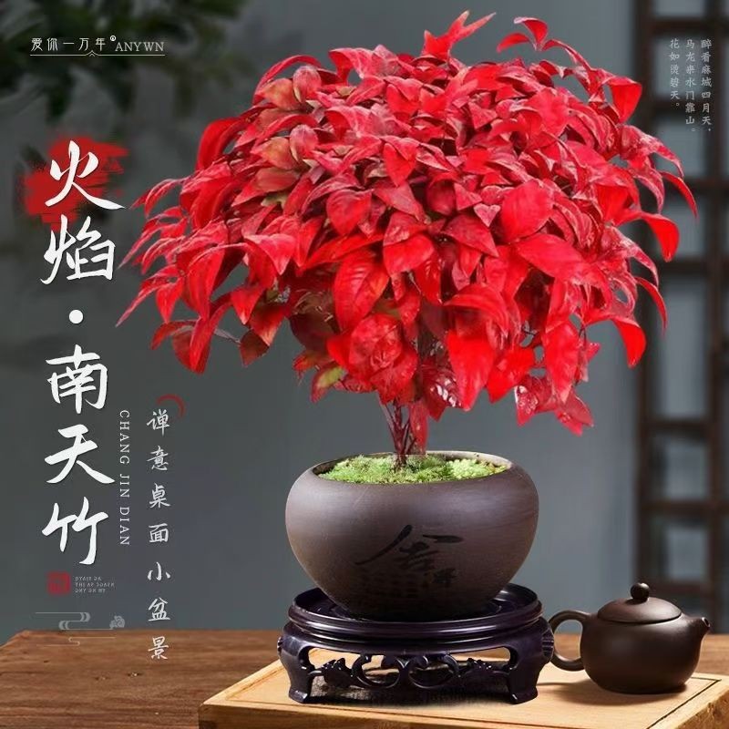 火焰南天竹盆栽观叶小盆景好养易活耐寒绿植书房茶桌禅意微景批发-阿里巴巴