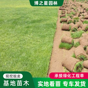 Paradise Grass Turf Wholesale Landscaping Turf Dwarf Slope Protection Green Plant Ground Cover Grass Paradise Grass Turf