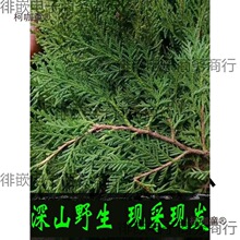 FժҰYȰؘؘ֦~ϴlݾѬD}Q仨h̫