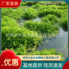 �а��Nֲ�B�oˮ�۲� ����ֱ�� �A�~ ���~ �ļ�ˮ�����B���u���