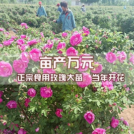 代用/养生茶;化妆水爽肤水;花果茶